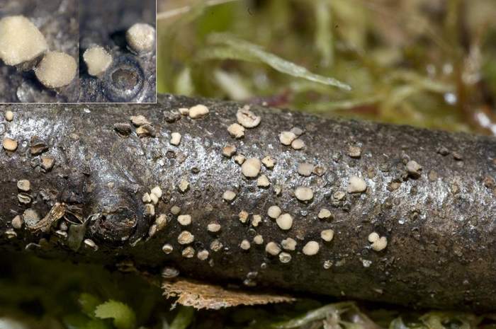macrostoma