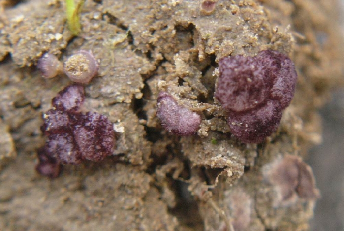 macrostoma