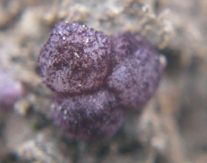 macrostoma