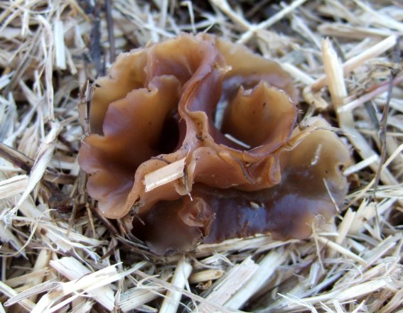 macrostoma