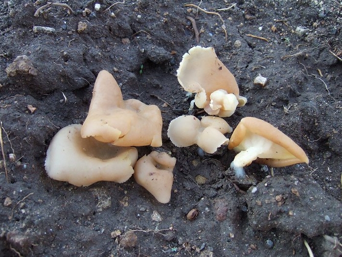 macrostoma