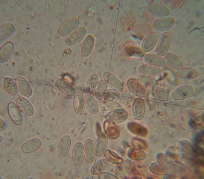 macrostoma