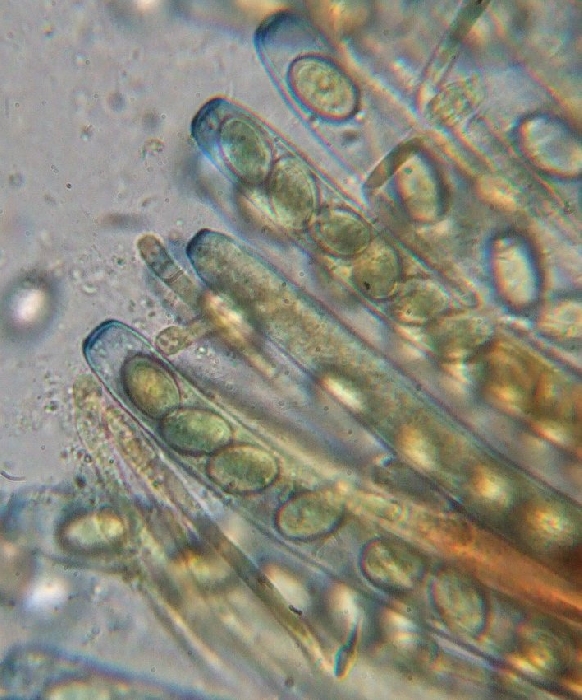 macrostoma