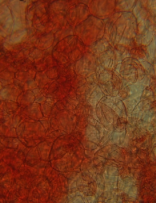 macrostoma