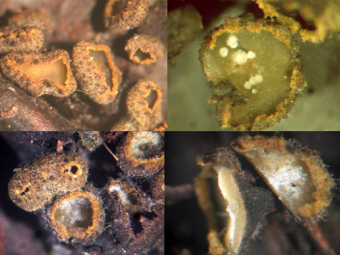 macrostoma