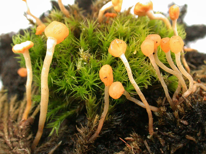 macrostoma