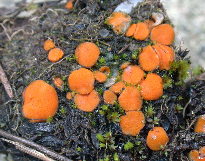 macrostoma