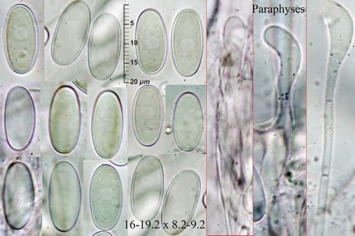 macrostoma
