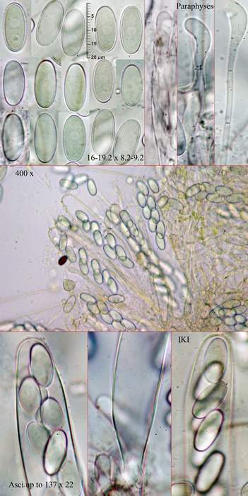 macrostoma