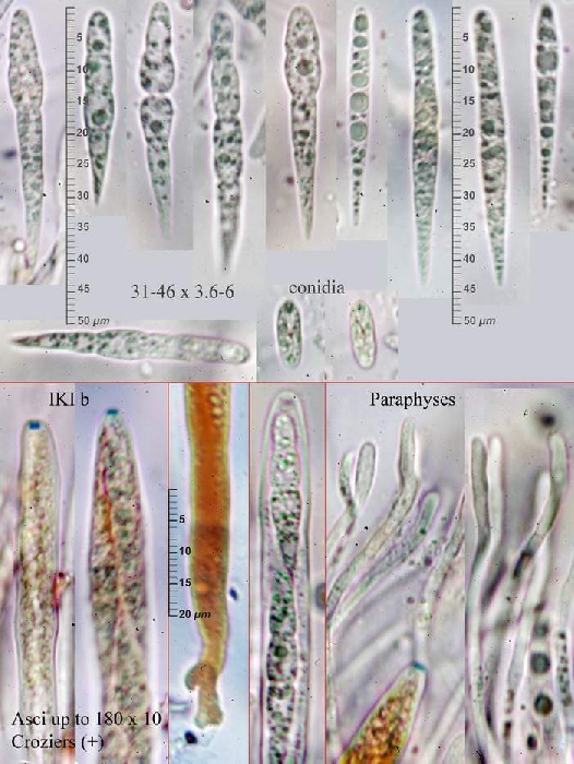 macrostoma