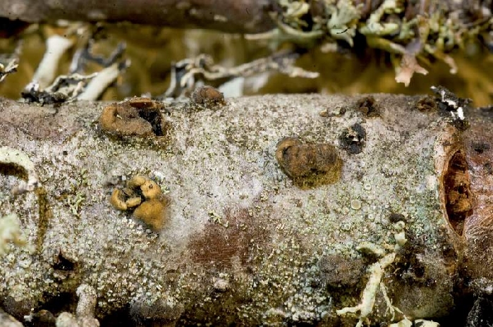 macrostoma