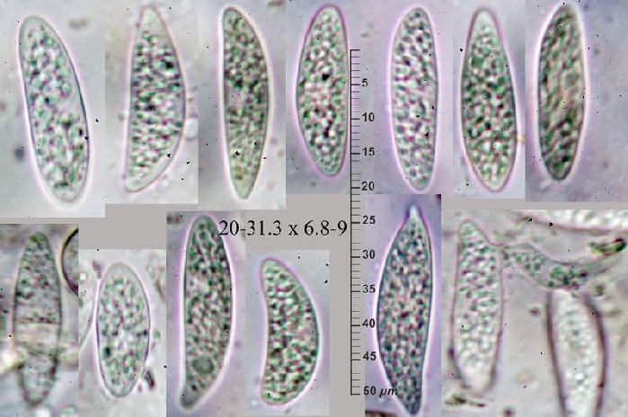 macrostoma