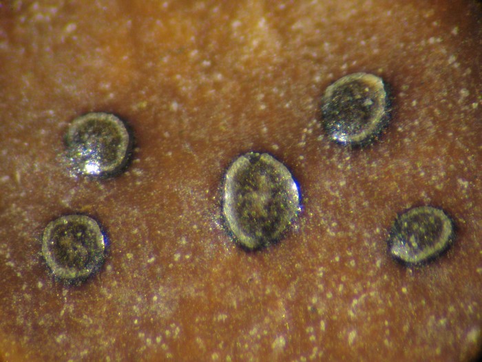 macrostoma
