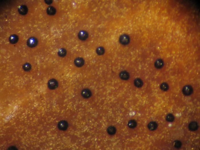 macrostoma