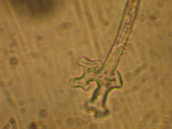 macrostoma