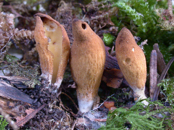 macrostoma