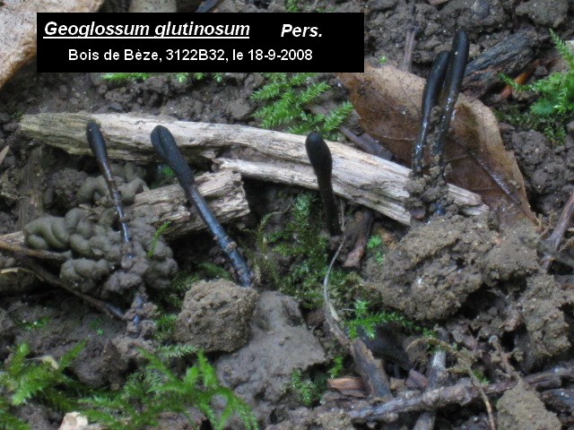macrostoma