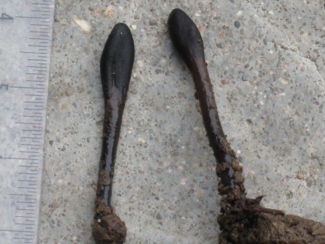 macrostoma