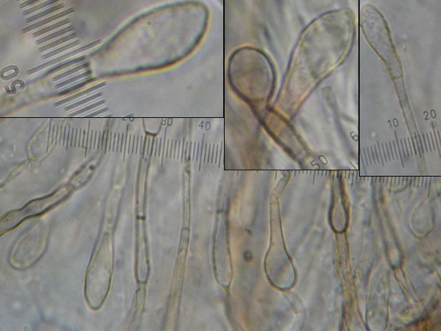 macrostoma