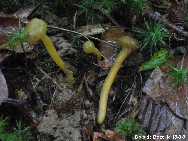 macrostoma