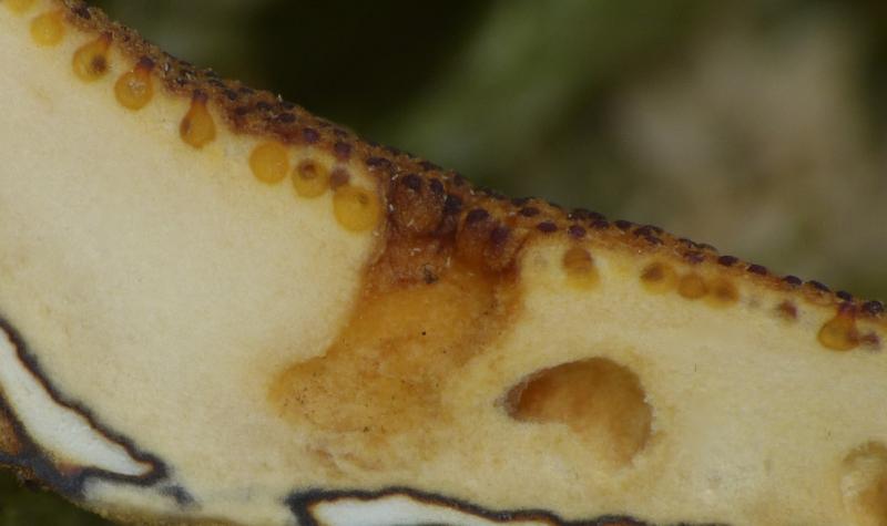 macrostoma