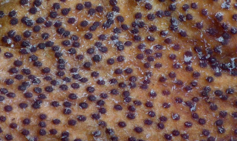 macrostoma