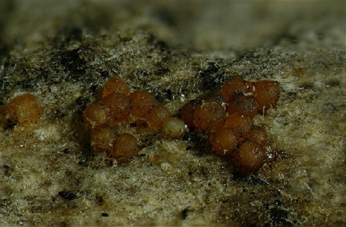 macrostoma
