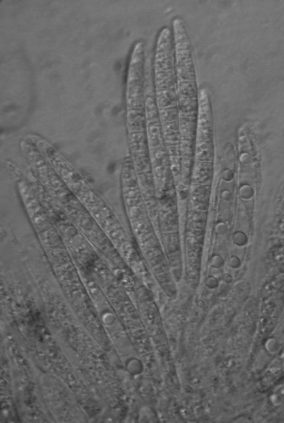 macrostoma