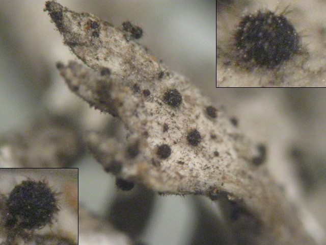 macrostoma