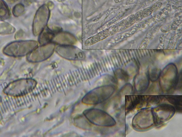 macrostoma