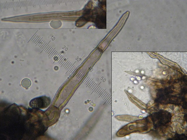 macrostoma