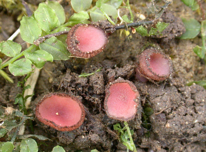 macrostoma