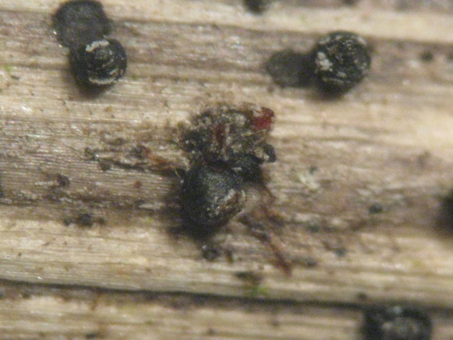 macrostoma