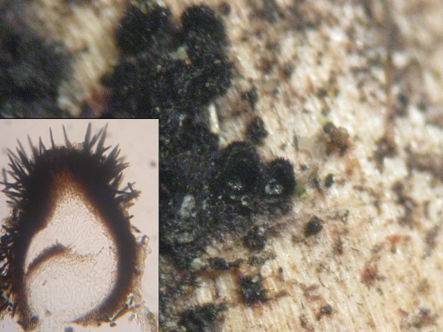 macrostoma