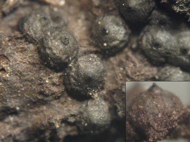 macrostoma