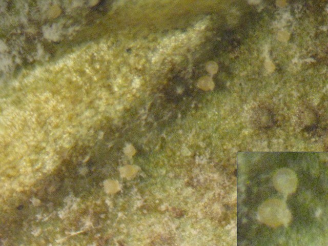 macrostoma