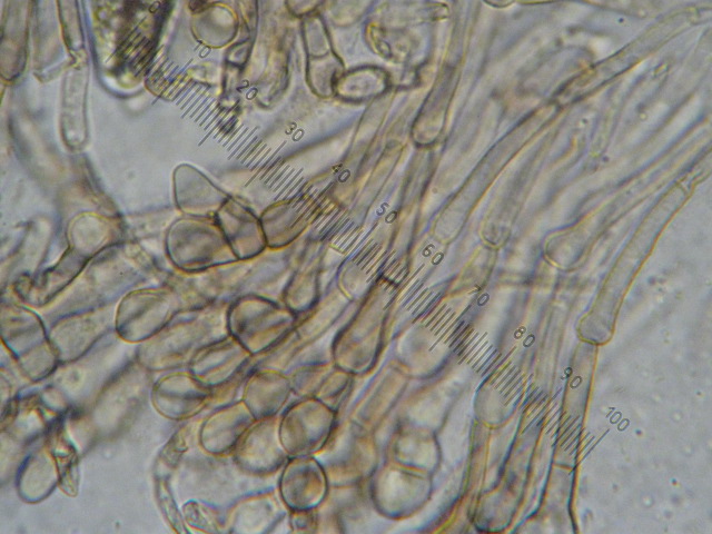 macrostoma