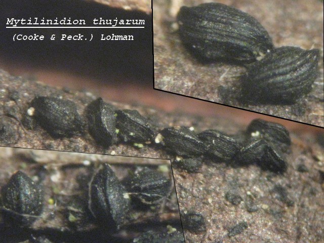 macrostoma