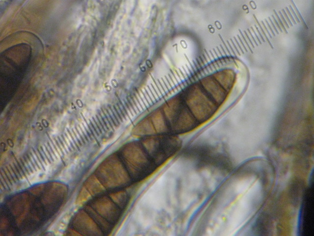 macrostoma