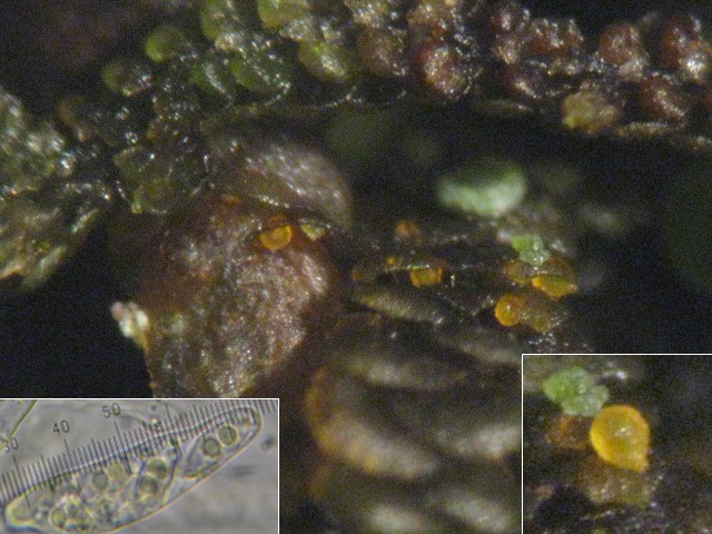 macrostoma