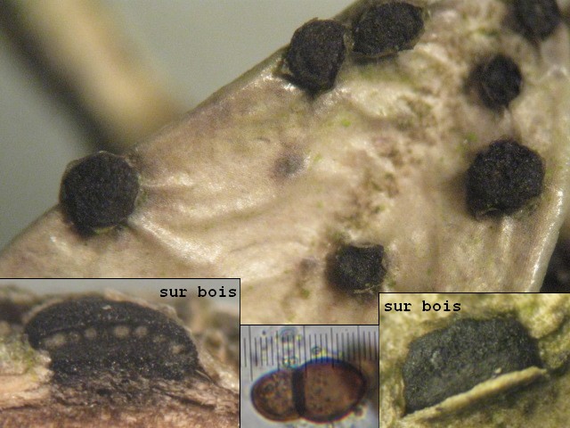 macrostoma