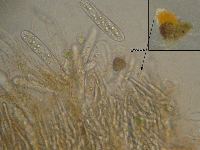 macrostoma