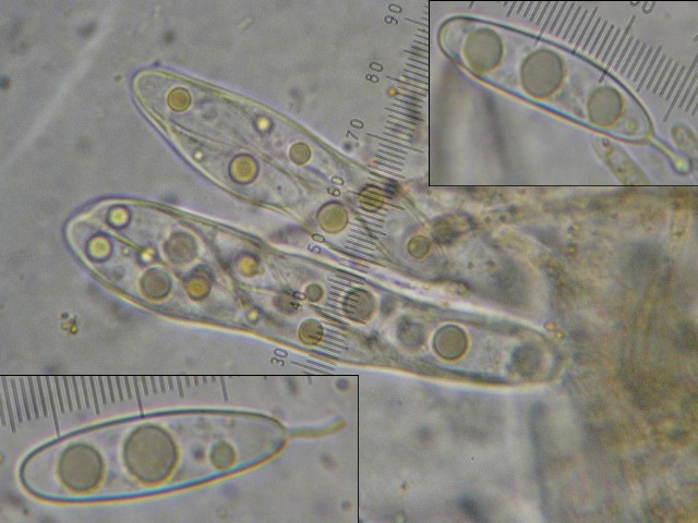 macrostoma