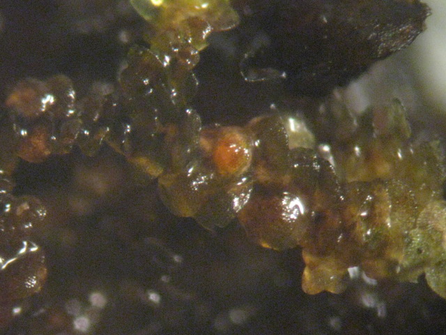 macrostoma