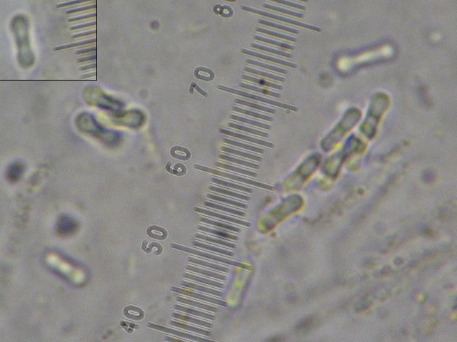 macrostoma