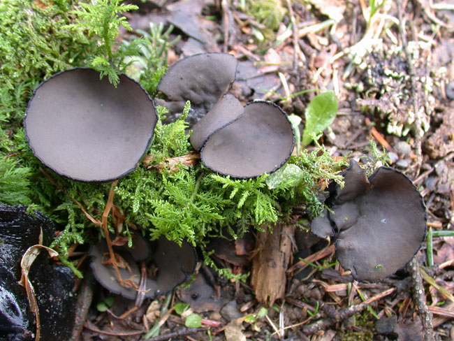 macrostoma