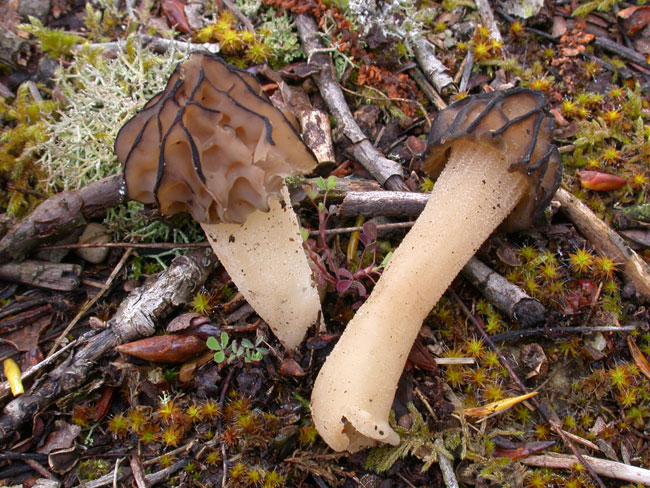 macrostoma
