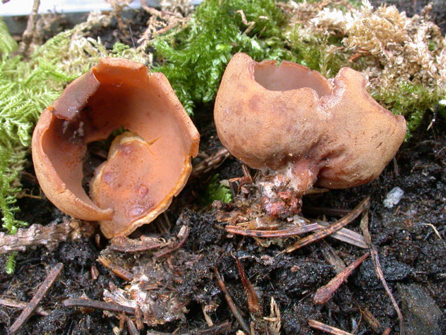 macrostoma