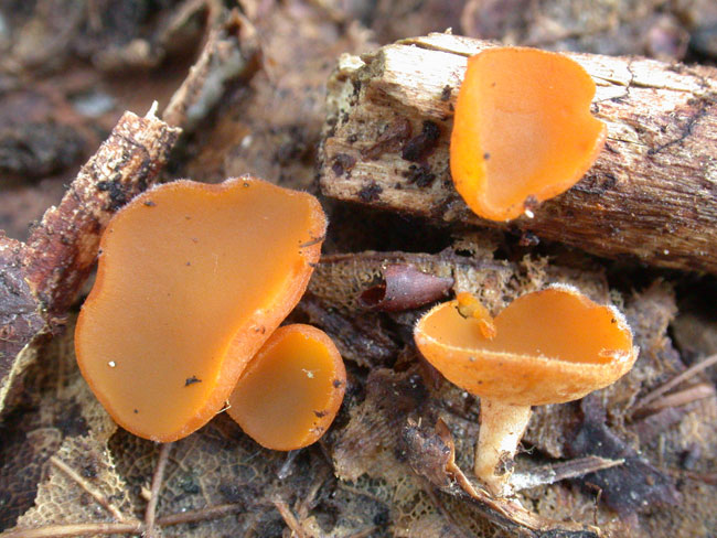 macrostoma