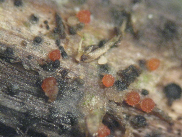 macrostoma